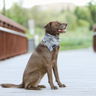 Concrete Dog Bandana