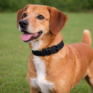 Brown dog with a black collar standing on grass